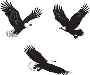 Eagle in flight isolated Silhouette Vector