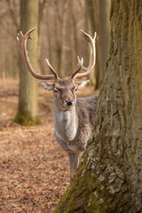 Vertical Portrait of European Fallow Deer behind Tree in Autumn Forest. Beautiful Animal with Antlers in the Czech Republic. © nicolecedik