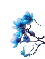 forget me not flowers