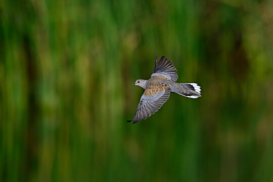 fliegende Turteltaube // flying European turtle dove (Streptopelia turtur)