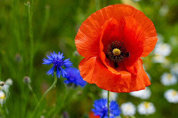 Mak (Papaver L.), rodzaj z rodziny makowatych - Papaveraceae Juss., obejmuje ponad 100 przeważnie jednorocznych gatunków, rodzimych w umiarkowanej i chłodnej strefie półkuli północnej.