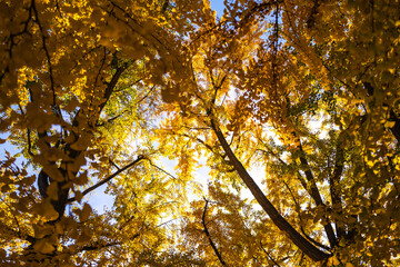 Autumn leaves of maple trees. Sunny autumn natural background. Autumn fall leaves in sunlight. Natural autumn background. Autumnal background. Foliage, falling leaves background.