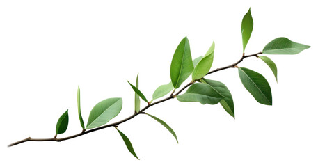 Obraz premium PNG Branch plant green leaf.