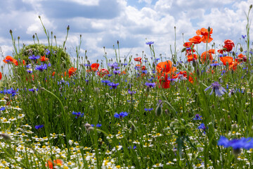 Mak (Papaver L.), rodzaj z rodziny makowatych - Papaveraceae Juss., obejmuje ponad 100 przeważnie...