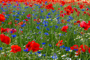 Mak (Papaver L.), rodzaj z rodziny makowatych - Papaveraceae Juss., obejmuje ponad 100 przeważnie jednorocznych gatunków, rodzimych w umiarkowanej i chłodnej strefie półkuli północnej. © Jarekfoto