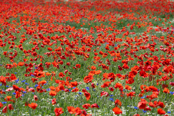 Mak (Papaver L.), rodzaj z rodziny makowatych - Papaveraceae Juss., obejmuje ponad 100 przeważnie jednorocznych gatunków, rodzimych w umiarkowanej i chłodnej strefie półkuli północnej. © Jarekfoto