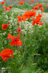 Mak (Papaver L.), rodzaj z rodziny makowatych - Papaveraceae Juss., obejmuje ponad 100 przeważnie jednorocznych gatunków, rodzimych w umiarkowanej i chłodnej strefie półkuli północnej.