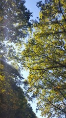 Summer in the forest