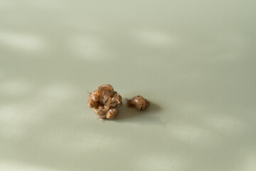 Baby snails Lissachatina fulica or Achatina fulica on a green background