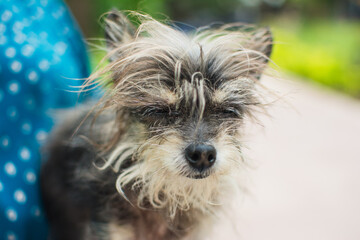 Cute, hairy grey dog