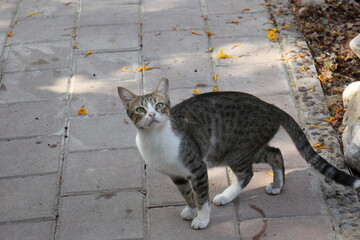 A homeless cat lives on the street in Tel Aviv.