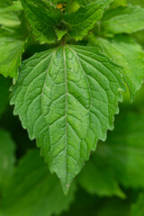 green leaf background