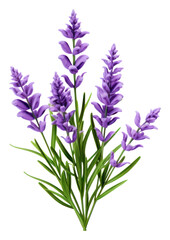 Naklejka premium PNG Lavender blossom flower purple.
