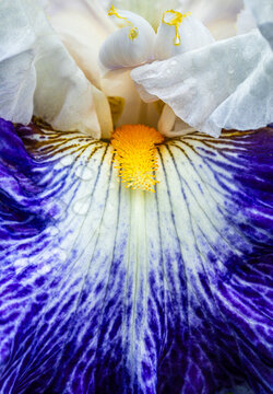 closeup of a multicolored blue, yellow and white bearded iris