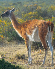 Wild guanaco at peninsula valdes, chubut, argentina.