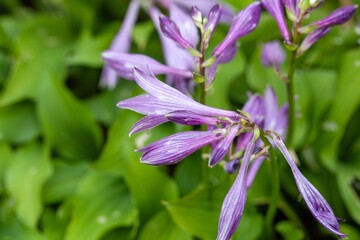 Flowers of a Hosta minor