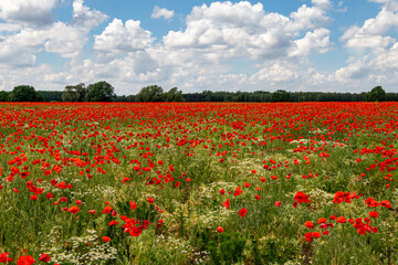 Mak (Papaver L.), rodzaj z rodziny makowatych - Papaveraceae Juss., obejmuje ponad 100 przeważnie jednorocznych gatunków, rodzimych w umiarkowanej i chłodnej strefie półkuli północnej.