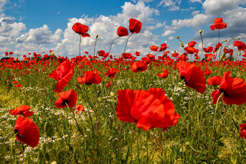 Obraz premium Mak (Papaver L.), rodzaj z rodziny makowatych - Papaveraceae Juss., obejmuje ponad 100 przeważnie jednorocznych gatunków, rodzimych w umiarkowanej i chłodnej strefie półkuli północnej.