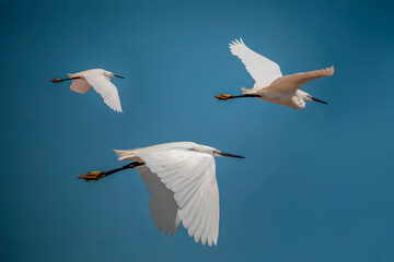 Obraz premium Three white egrets flying in the blue sky with the in a lagoon of the Salinas Regional Park of San Pedro del Mar Menor, Murcia, Spain