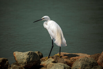 White egret perched on rocks with the water of a lagoon in the Mar Menor, Murcia, Spain, with its black beak and yellow legs