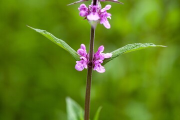 Marsh betony, Stachys palustris