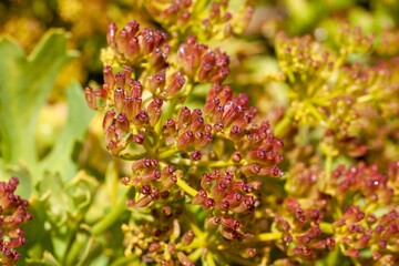 Flowers of an Astydamia latifolia plant