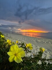 Fototapeta premium Blooms on beach at sunset