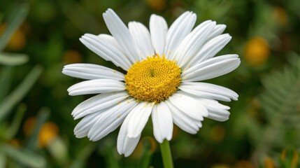 Obraz premium Close-up of a White Daisy with a Yellow Center
