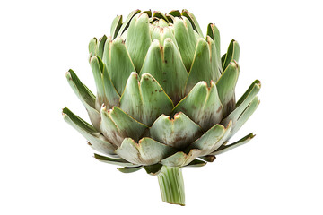 Fototapeta premium Green Globe artichoke with a purple base is isolated on a white background