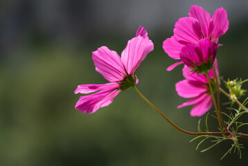 Sommerkörbchen / Blume