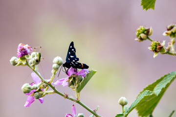 black butterfly on pink flower with buds and green leaves in blurred background