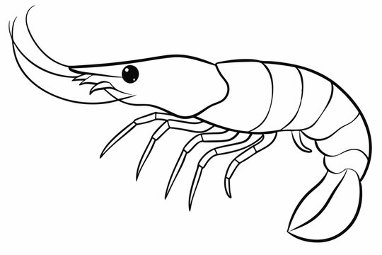 recommend clip art: shrimp line art vector , shrimp icon vector, Sea lobster	
                    