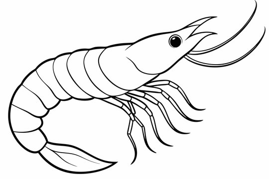 recommend clip art: shrimp line art vector , shrimp icon vector, Sea lobster	
                    