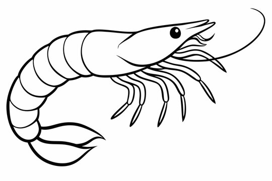 recommend clip art: shrimp line art vector , shrimp icon vector, Sea lobster	
                    