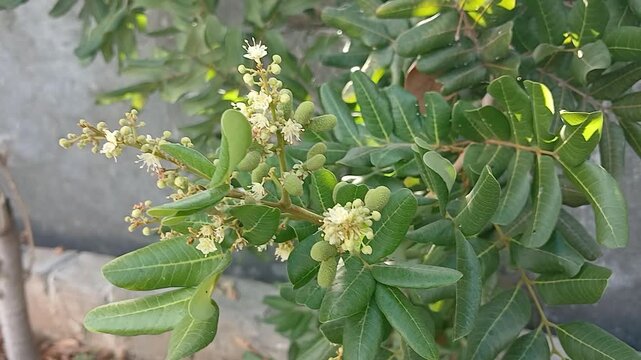 longan plant (dimocarpus longan) in the garden