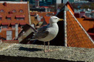The streets and viewpoints of Tallinn, Estonia
