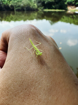 Tiny Green Mantis on Hand by Water