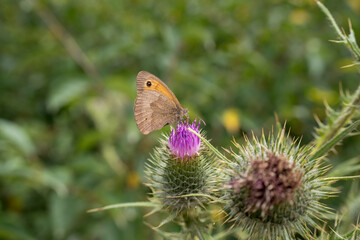 close-up of a meadow brown butterfly (Maniola jurtina) feeding on a thistle flower