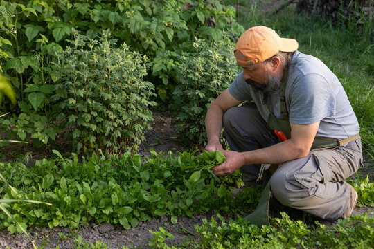 an elderly man tears bunches of lettuce in the garden