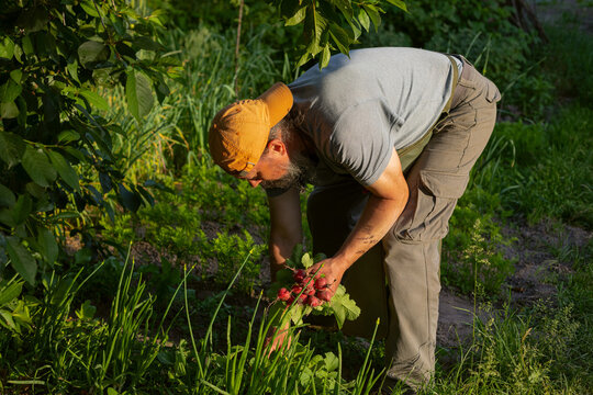 a man picks a radish