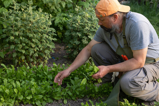 man tearing salad