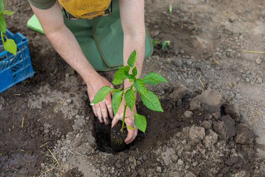close-up of planting a seedling