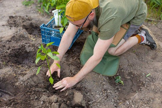 planting young peppers
