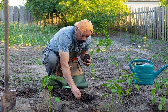 man plants seedlings