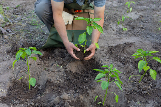 process of planting young peppers
