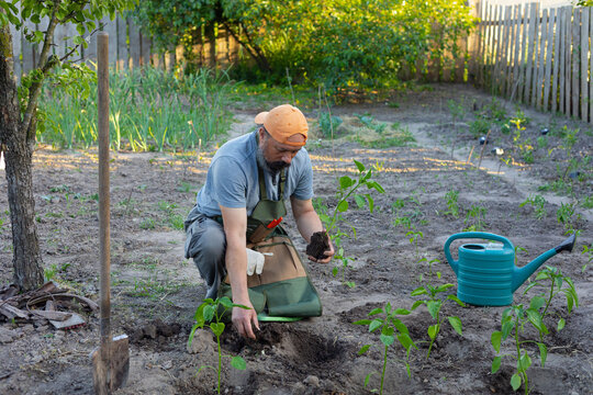 man plants pepper