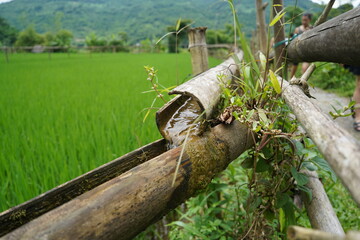 Water floating through a bamboo pipe at rice fields in Pu Luong, Vietnam