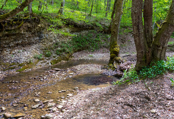 nature park ,spring awakening in nature and a walk through the forest