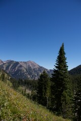 Fototapeta premium There is a big Fir tree in the forefront of the photograph and mountains in the background. The lighting is darker with a subtle contrast and a deep blue sky