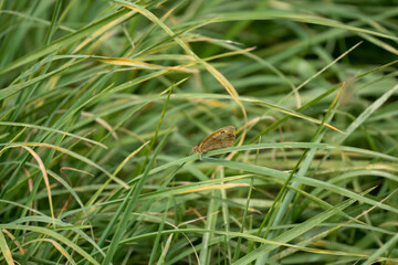 meadow brown butterfly (Maniola jurtina) feeding amongst grasses